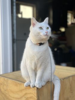 Stetson's cat Lemon, sitting on a box in his garage.